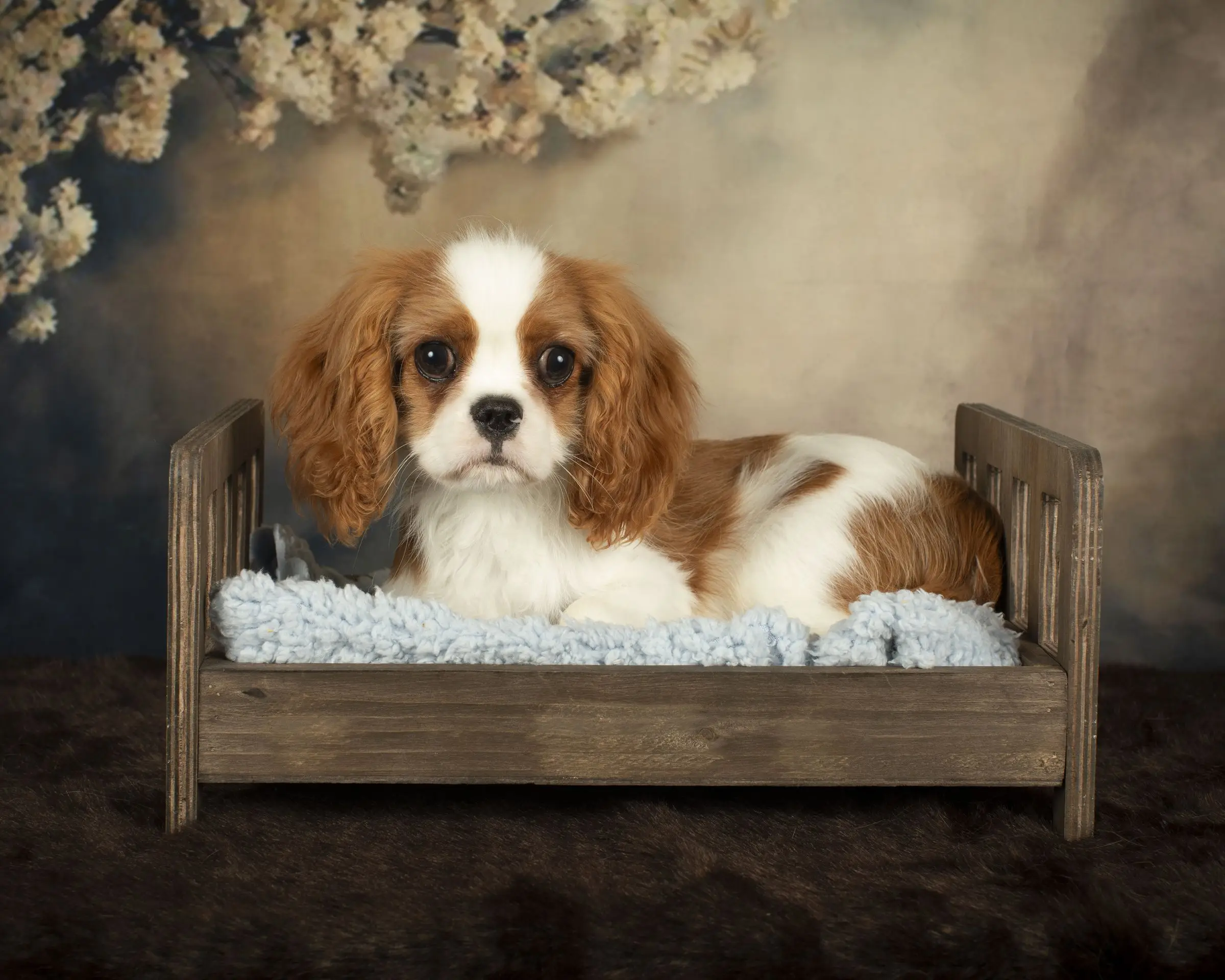 A Blenheim puppy lying in a little wooden bed