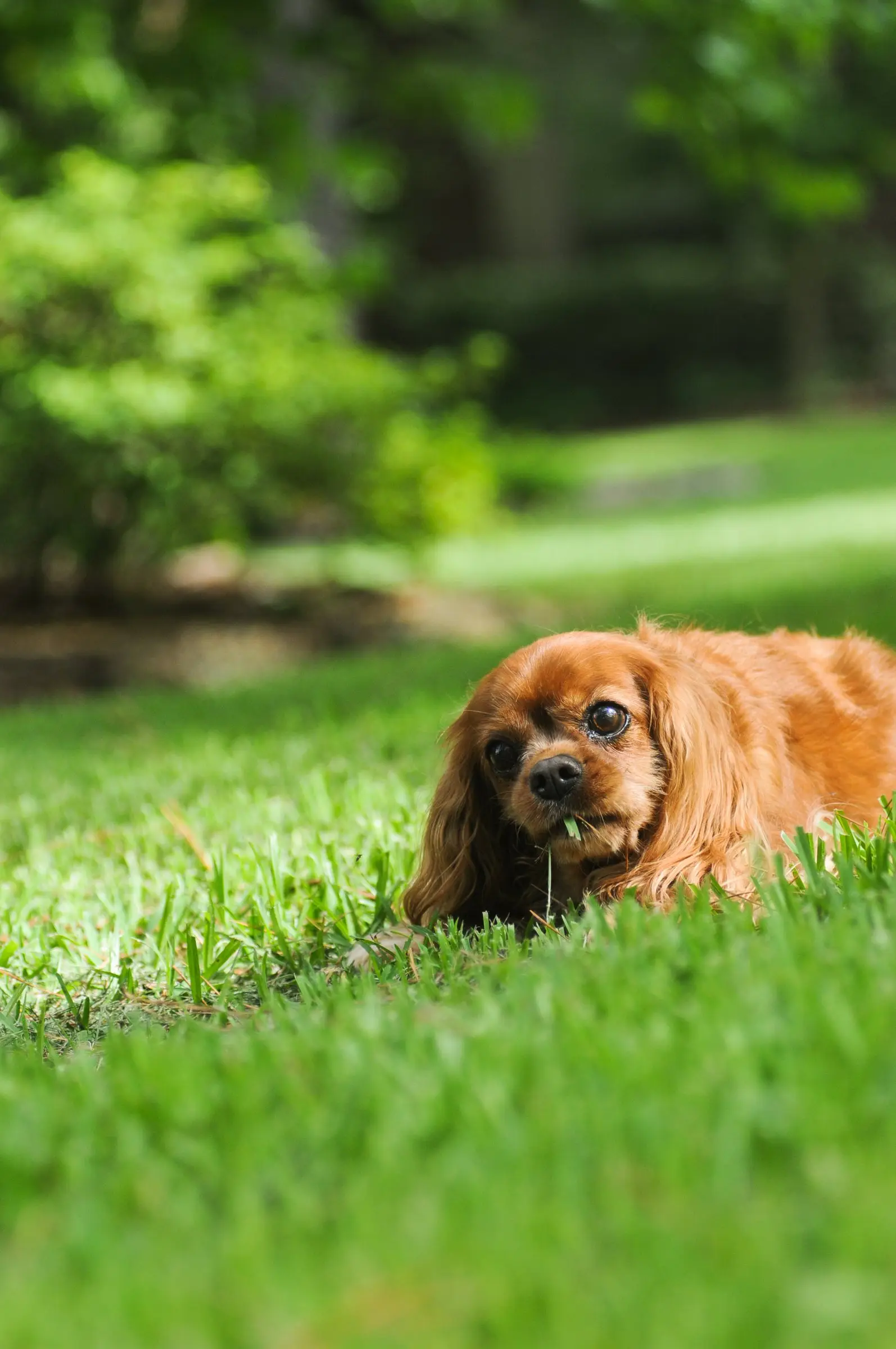 A ruby Cavalier lying in the grass
