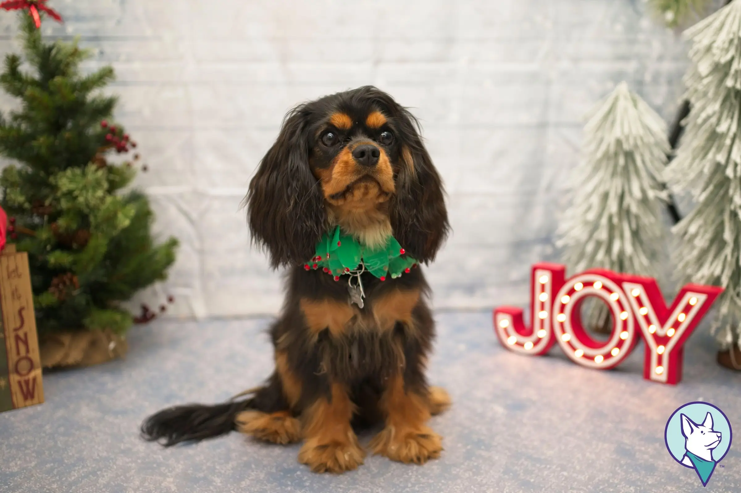 A black and tan Cavalier posing in front of a holiday “Joy” display