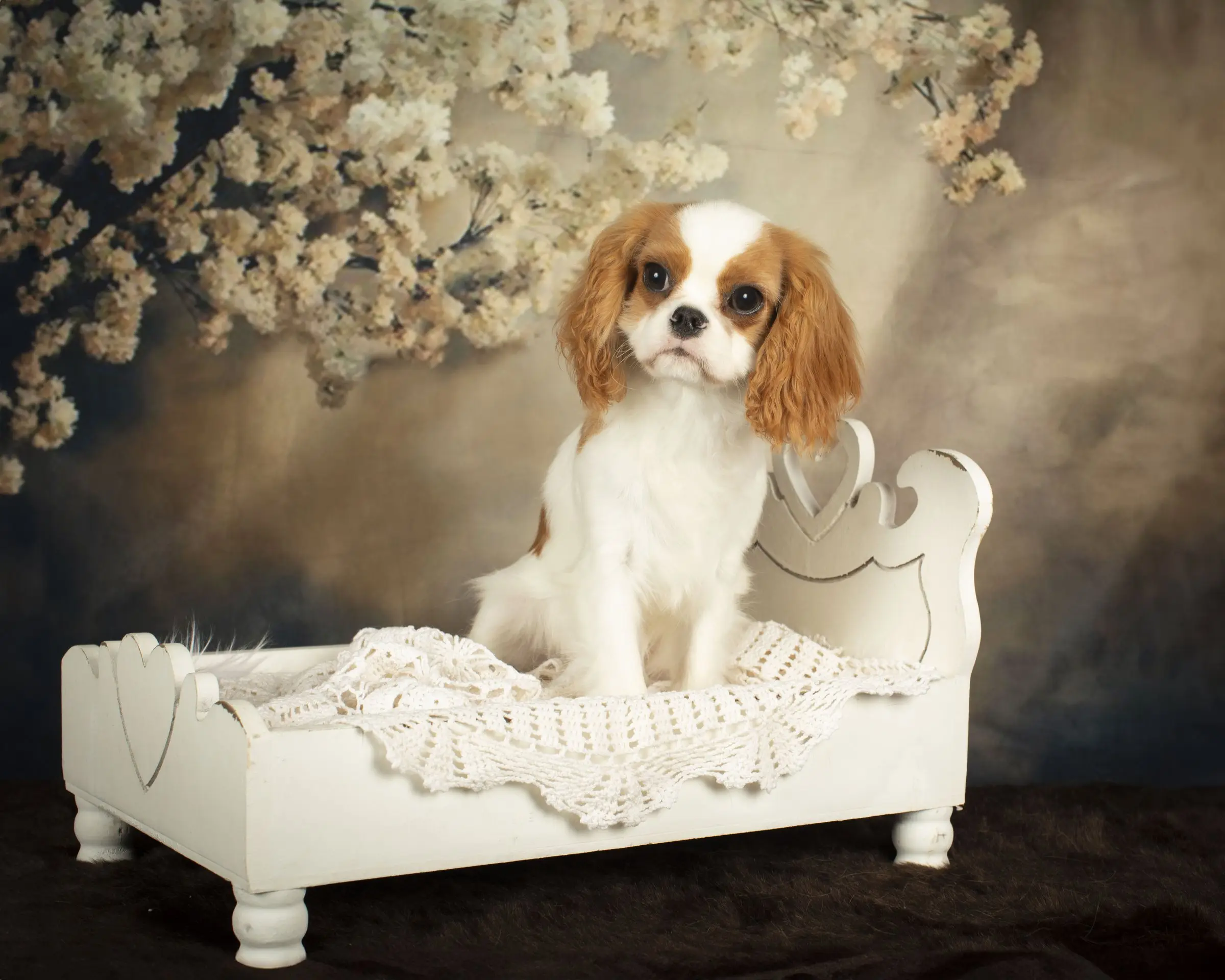 A Blenheim puppy sitting on a white daybed