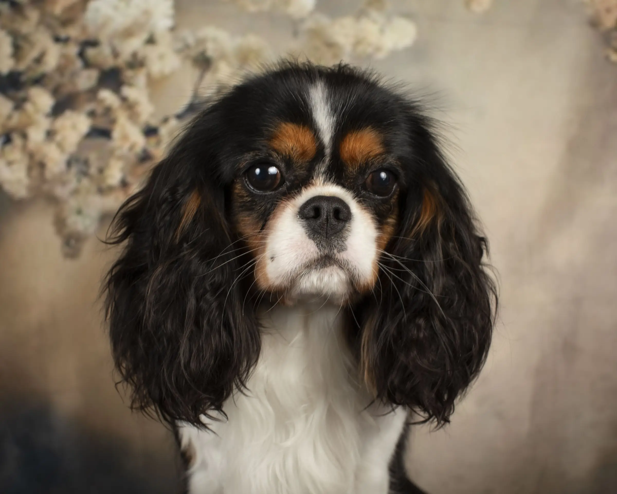 Nellie, photo 2