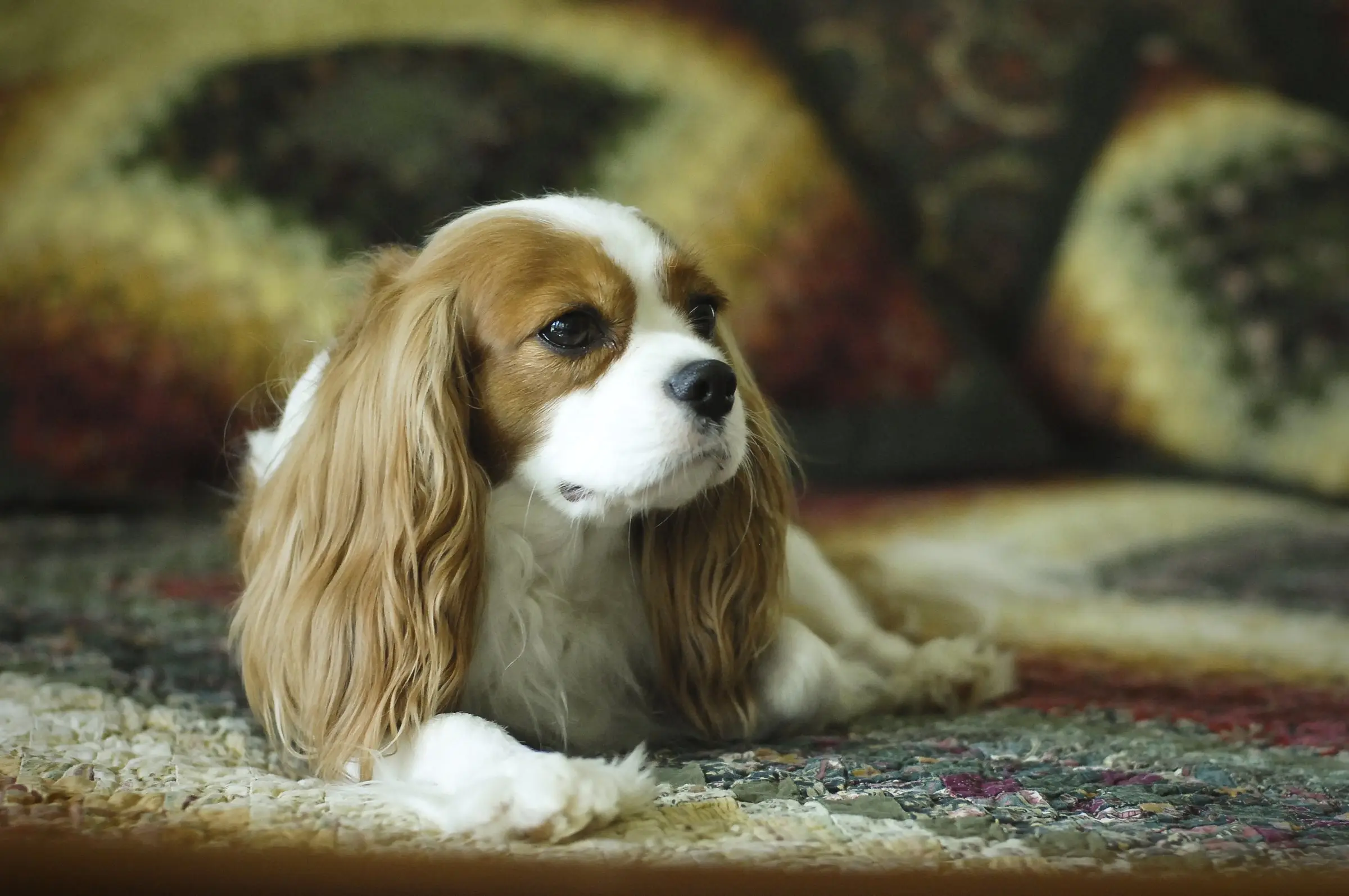 A Blenheim Cavalier resting on a patterned rug