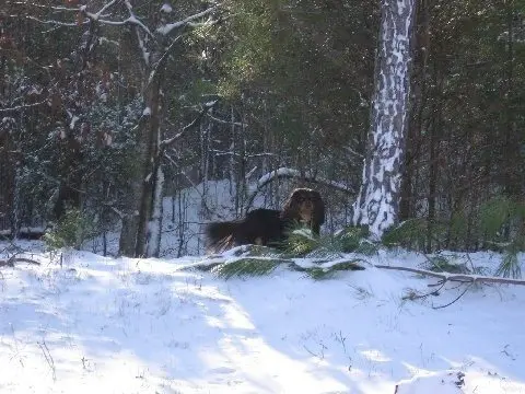 A Cavalier exploring a snowy forest