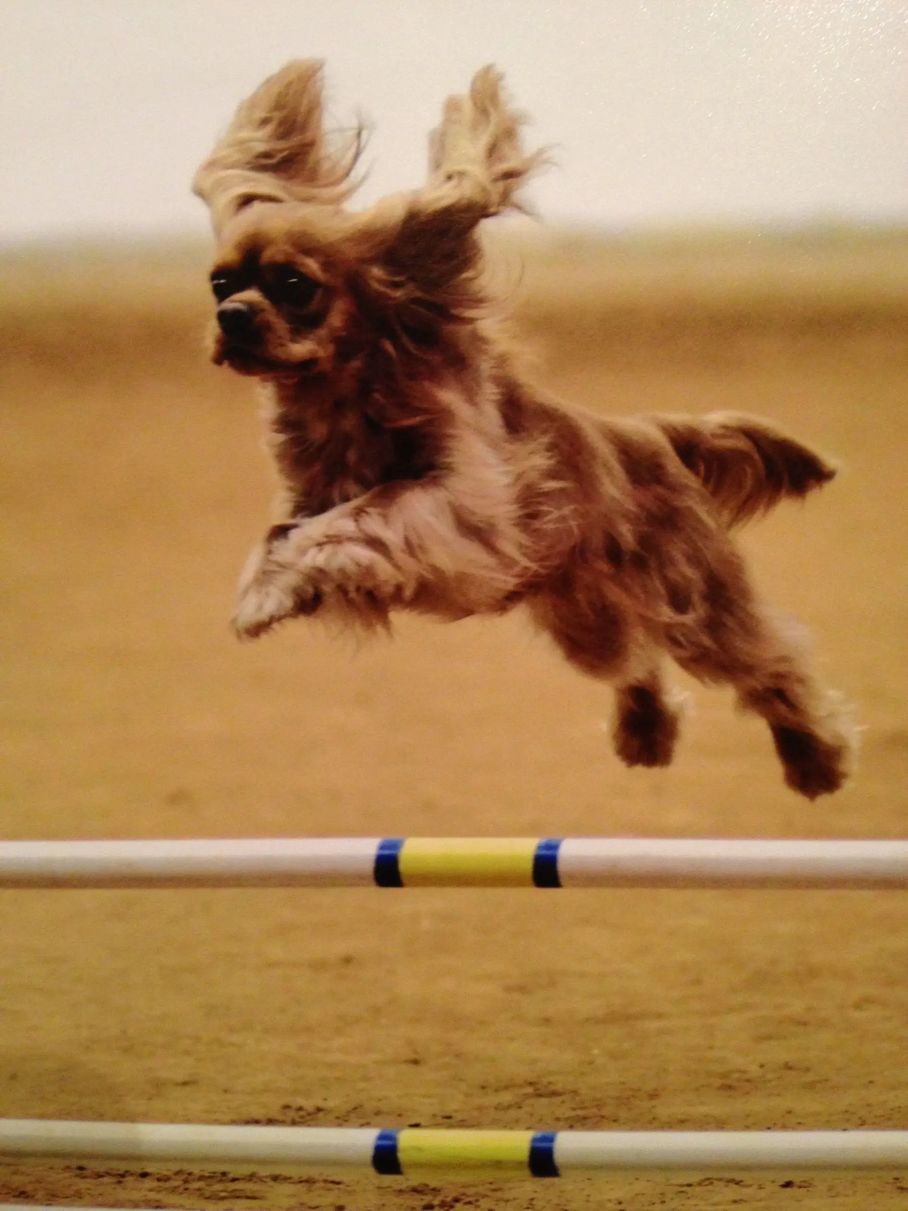 A Cavalier flying over an agility jump