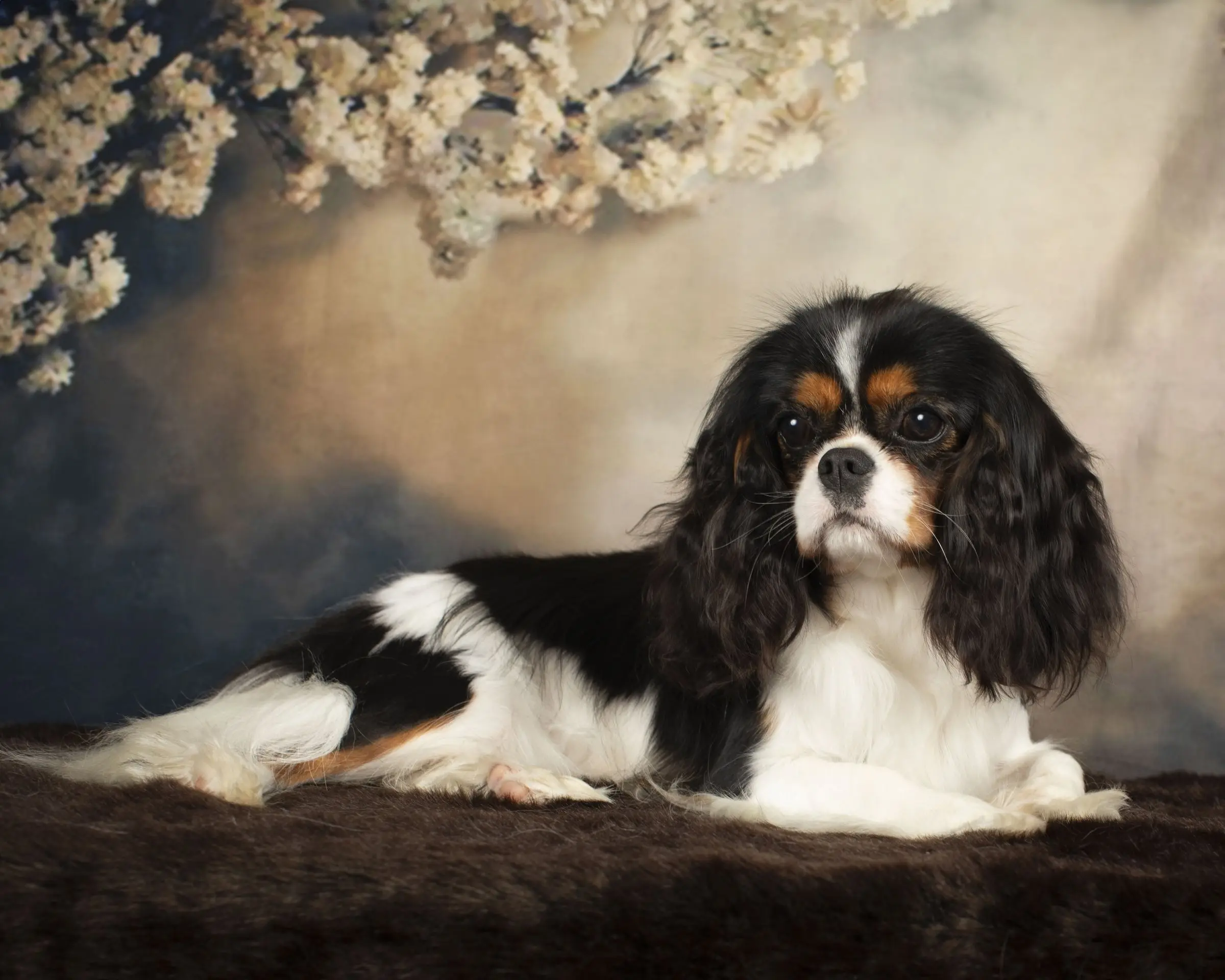 Nellie, photo 3