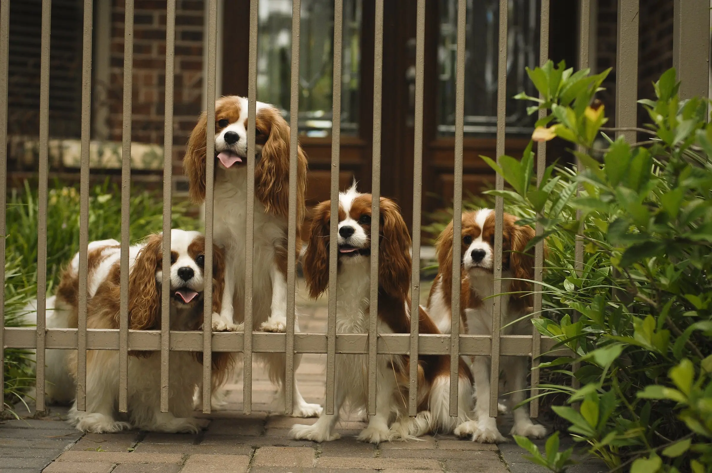 Four Cavaliers peering through the garden gate
