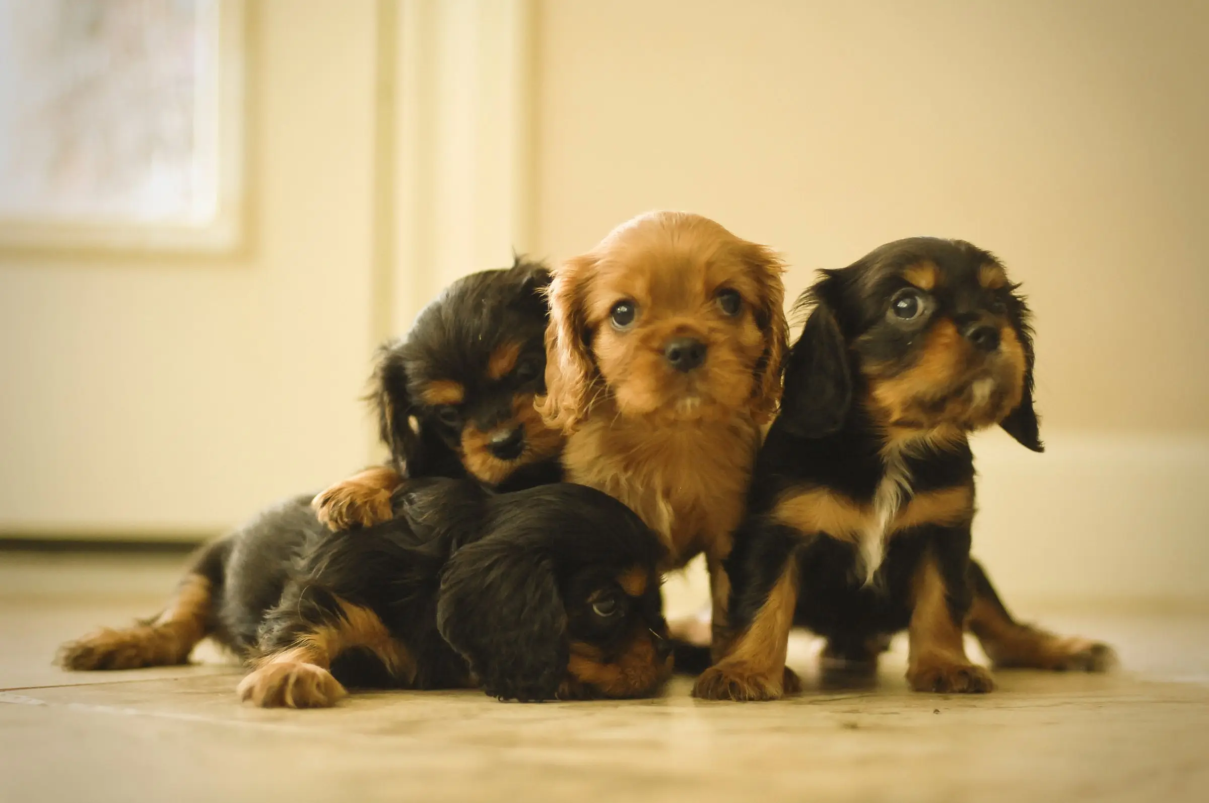Black and tan and ruby puppies posing together