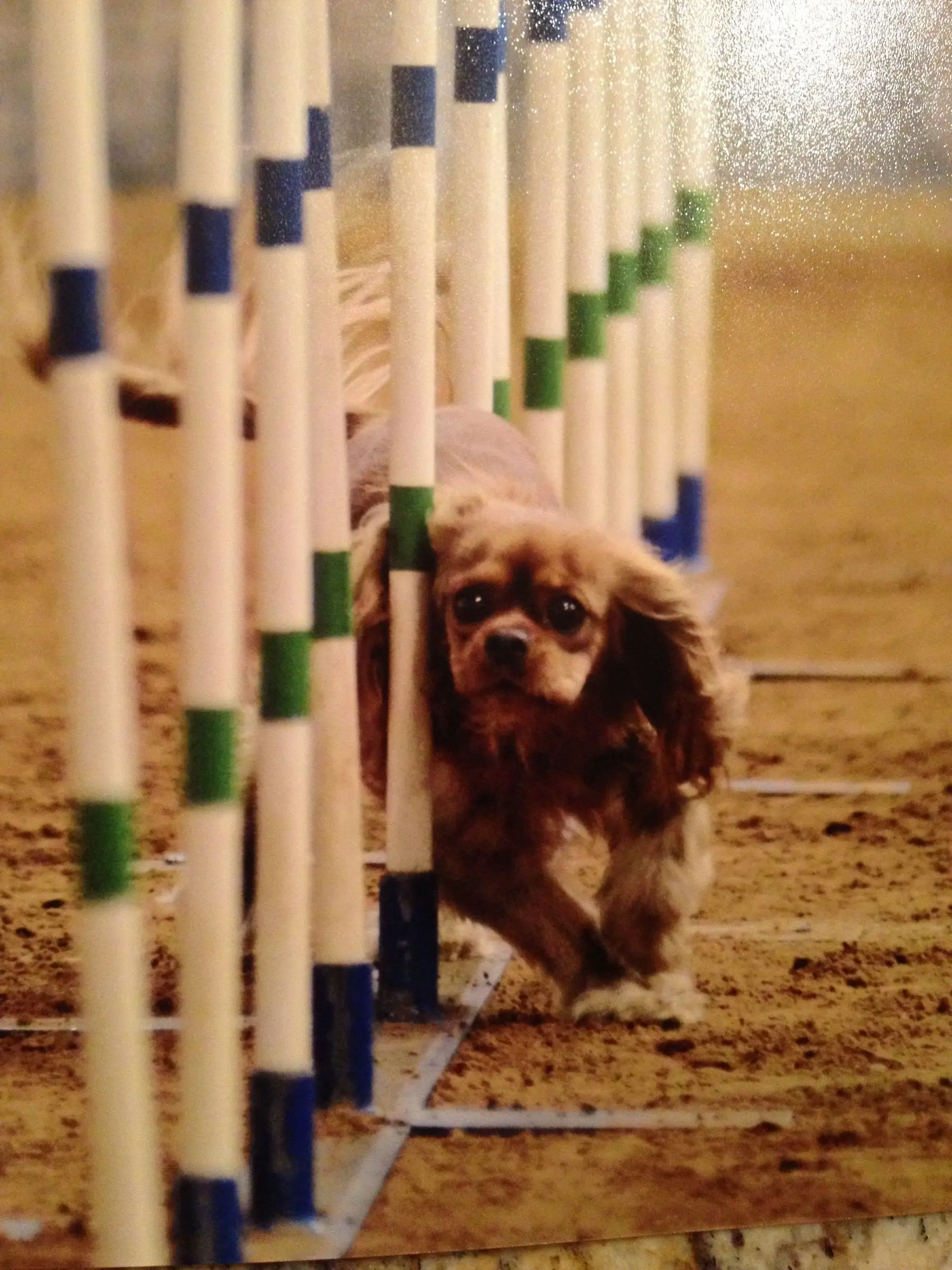 A Cavalier racing through agility weave poles