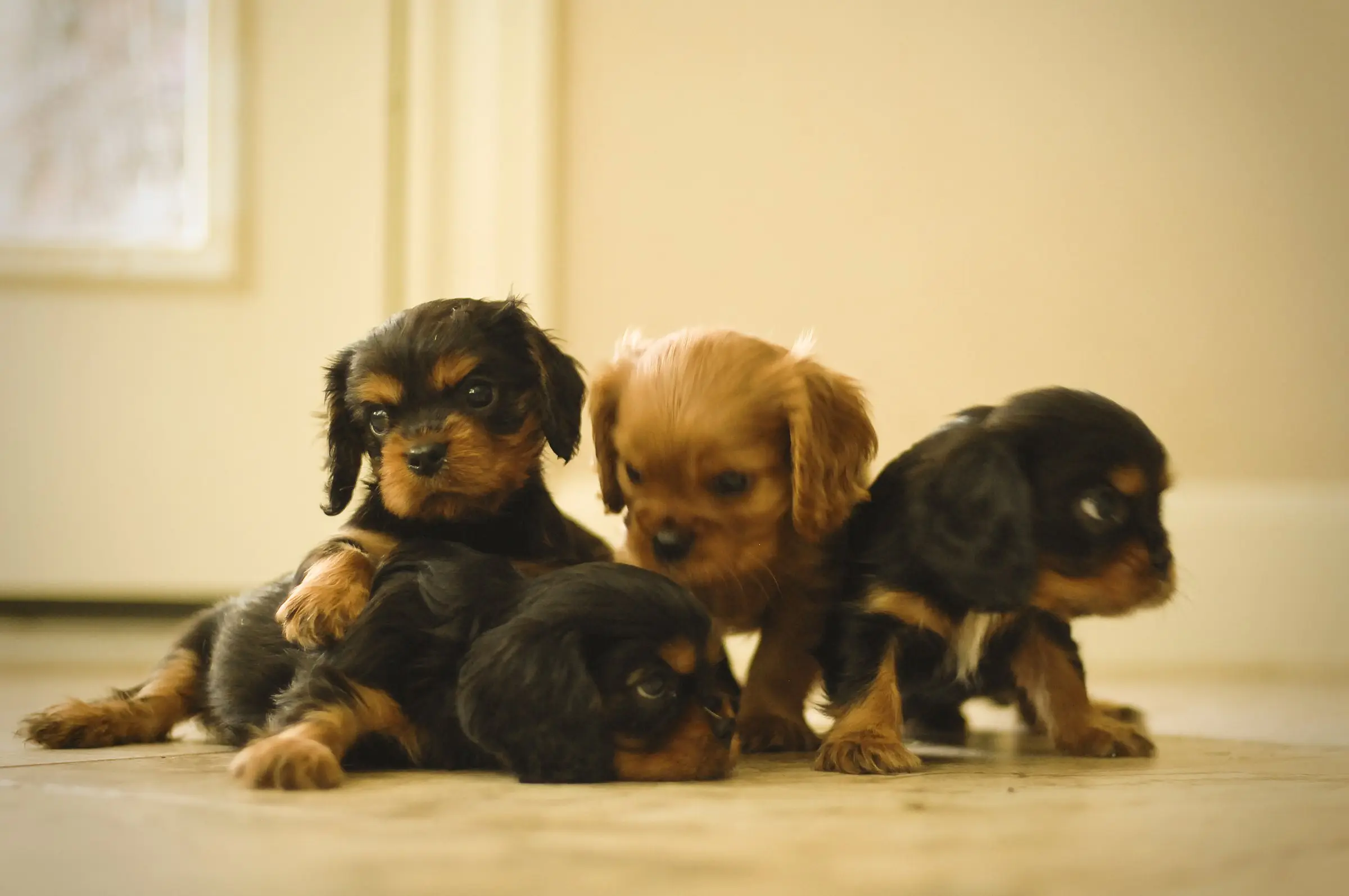 Black and tan and ruby puppies posing together