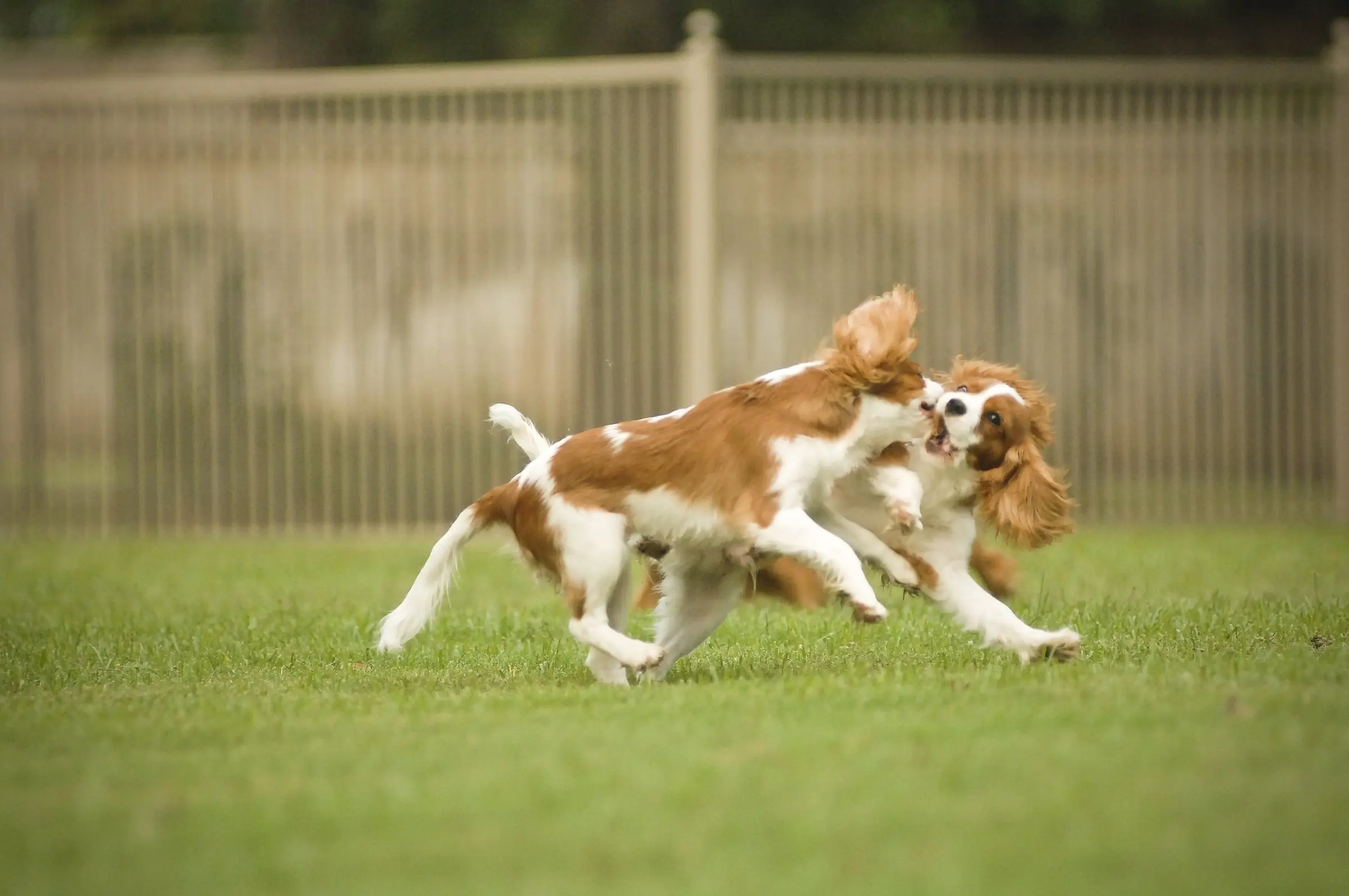 Two Blenheim Cavaliers racing across the lawn