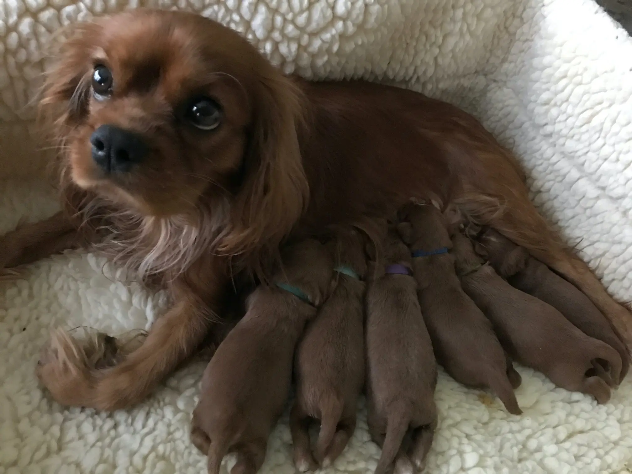 Ally with her ruby puppies at 10 days old