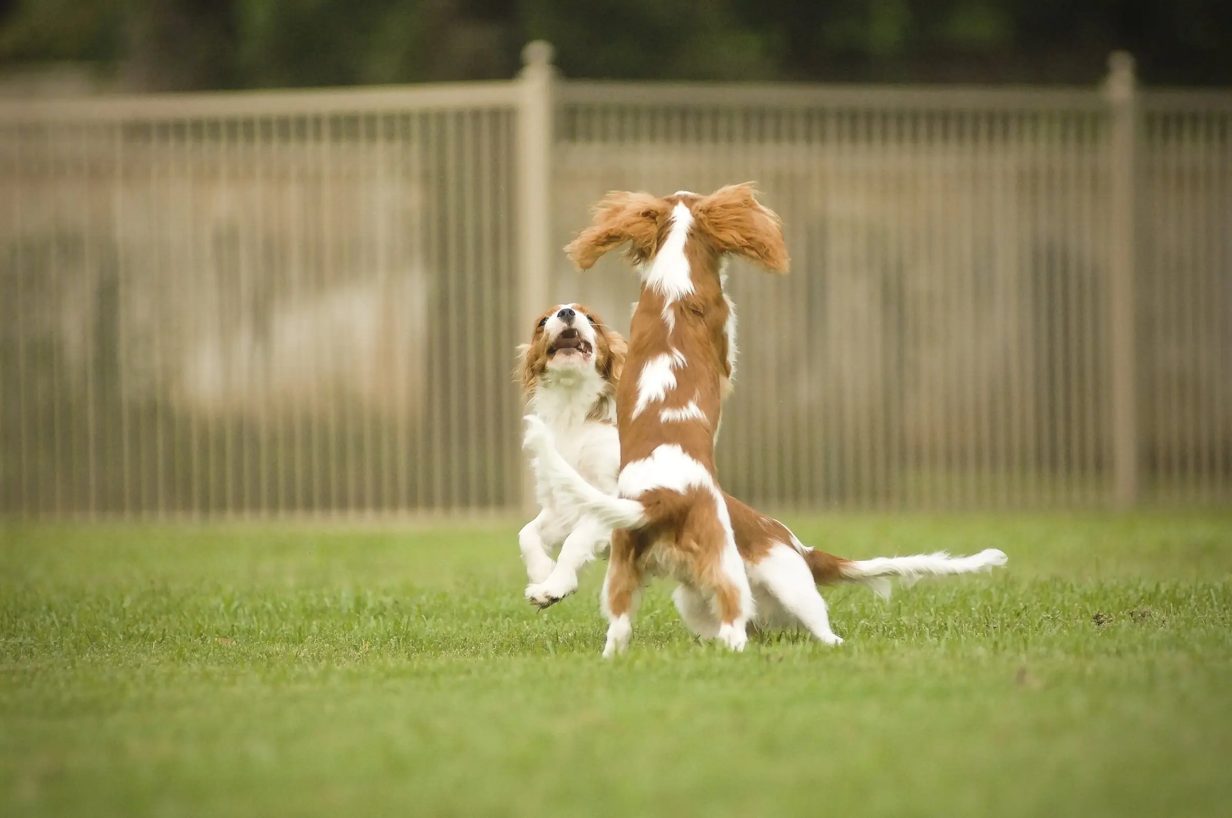 Two Blenheim Cavaliers playing on the lawn