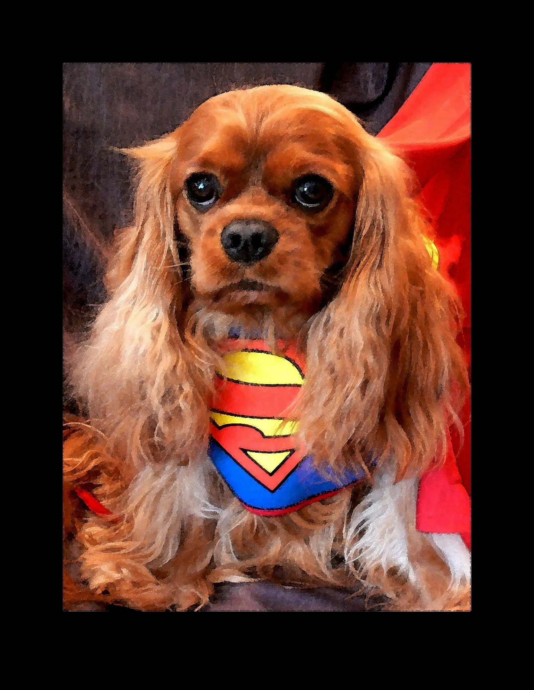 A ruby Cavalier wearing a Superman bandana