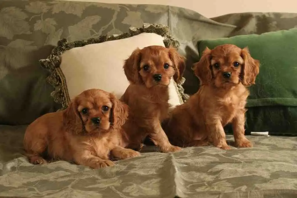 Azalea's ruby puppies at 7 weeks old