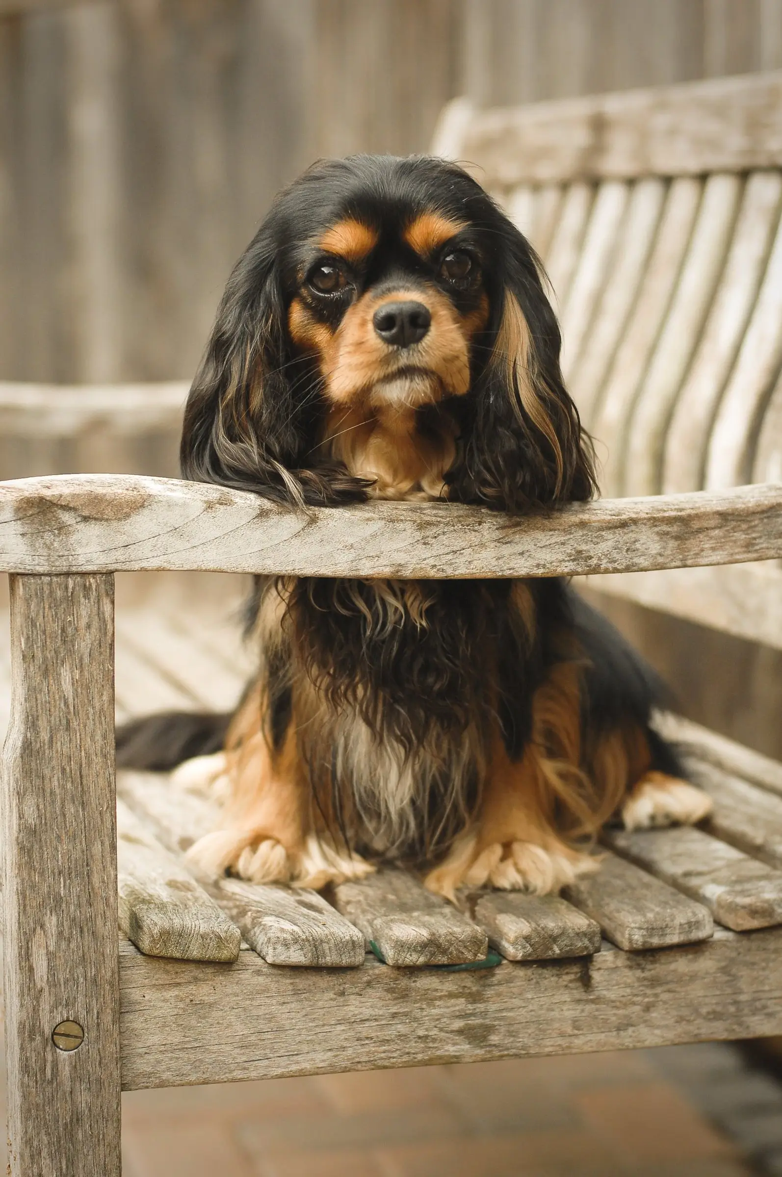 A black and tan Cavalier sitting on a weathered garden bench