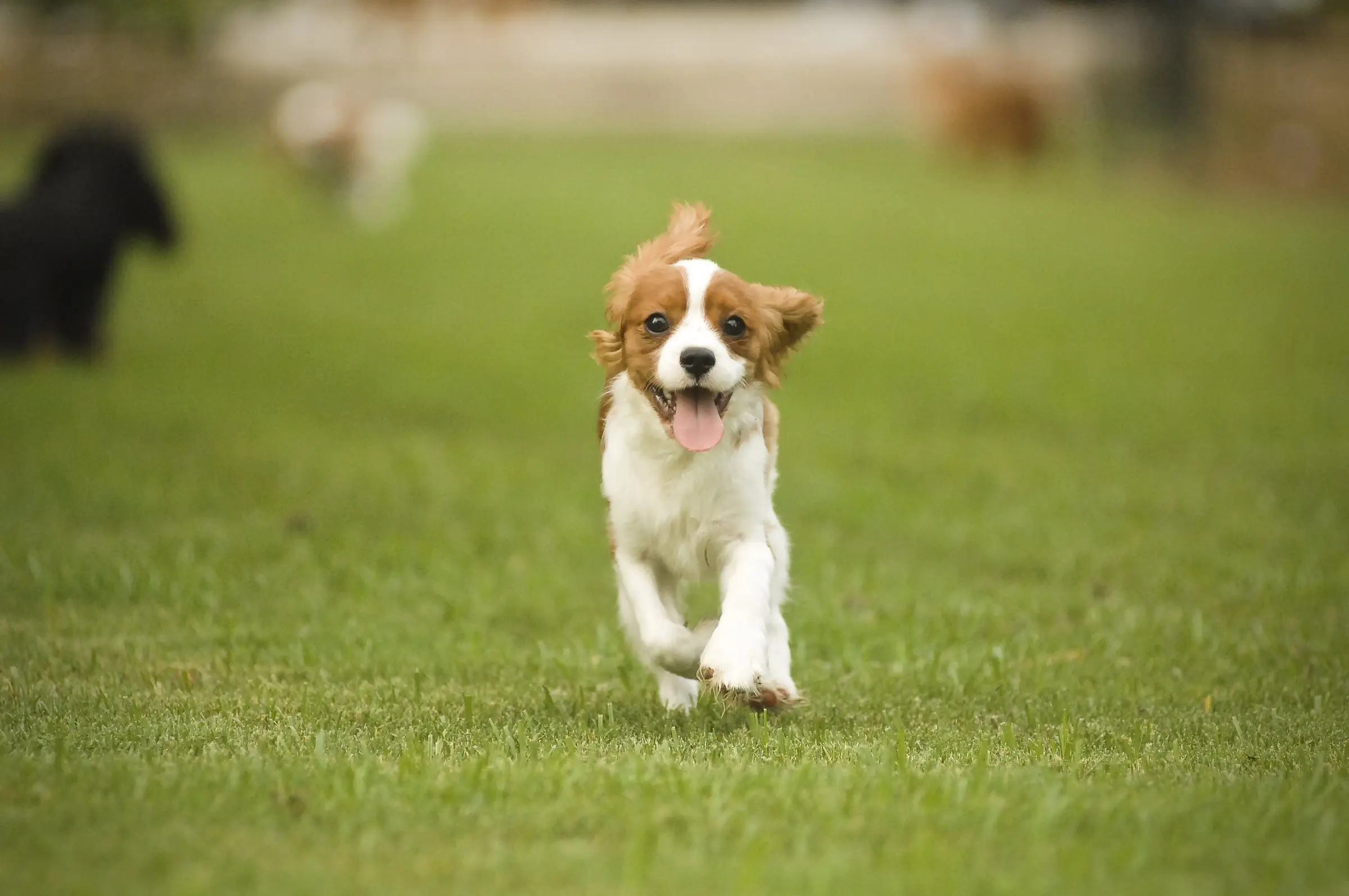 A Blenheim Cavalier running toward the camera