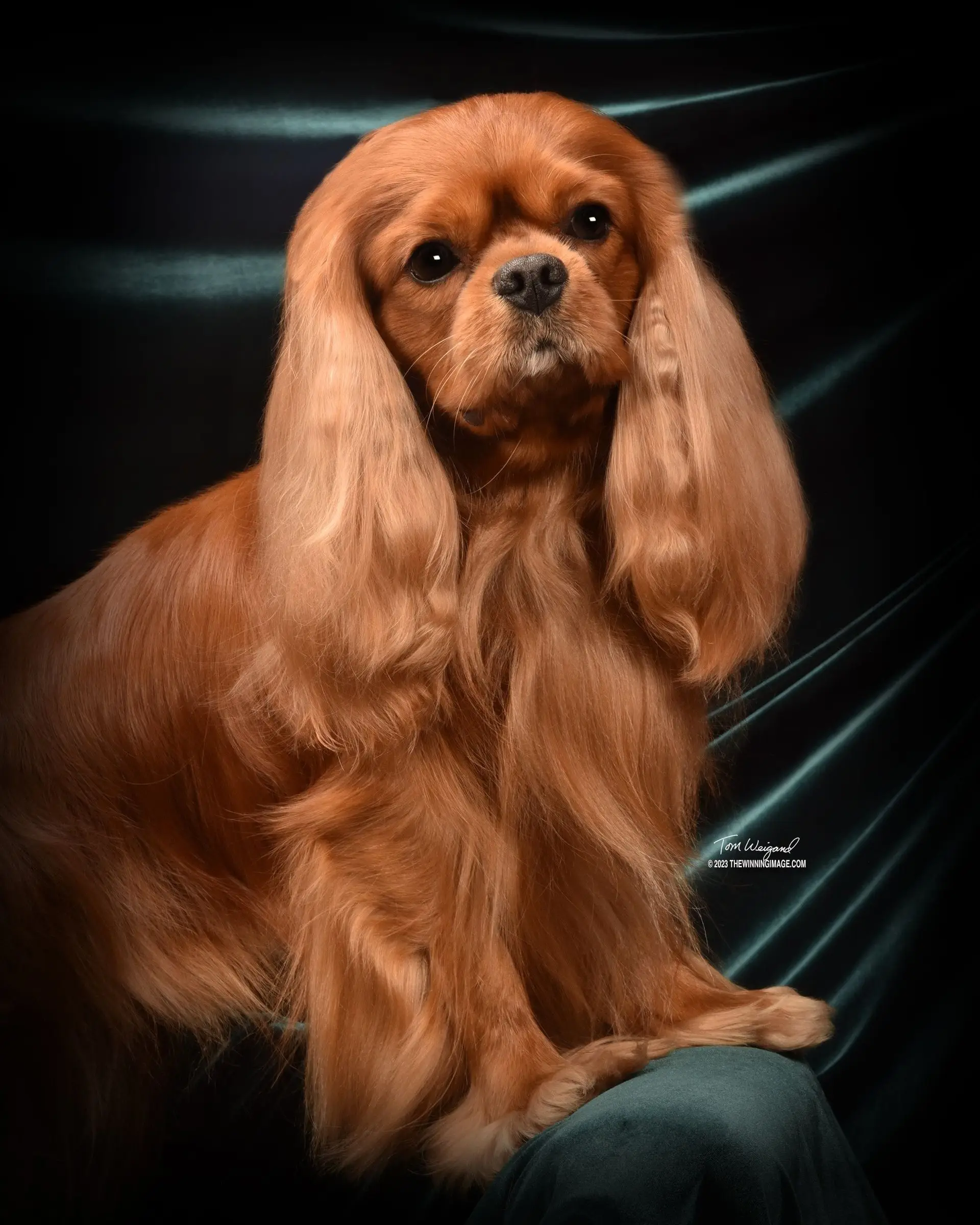 Fawkes, photo 6