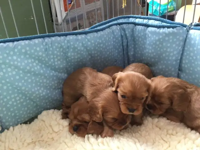 Blaze and Aurora's ruby puppies at 4 weeks old