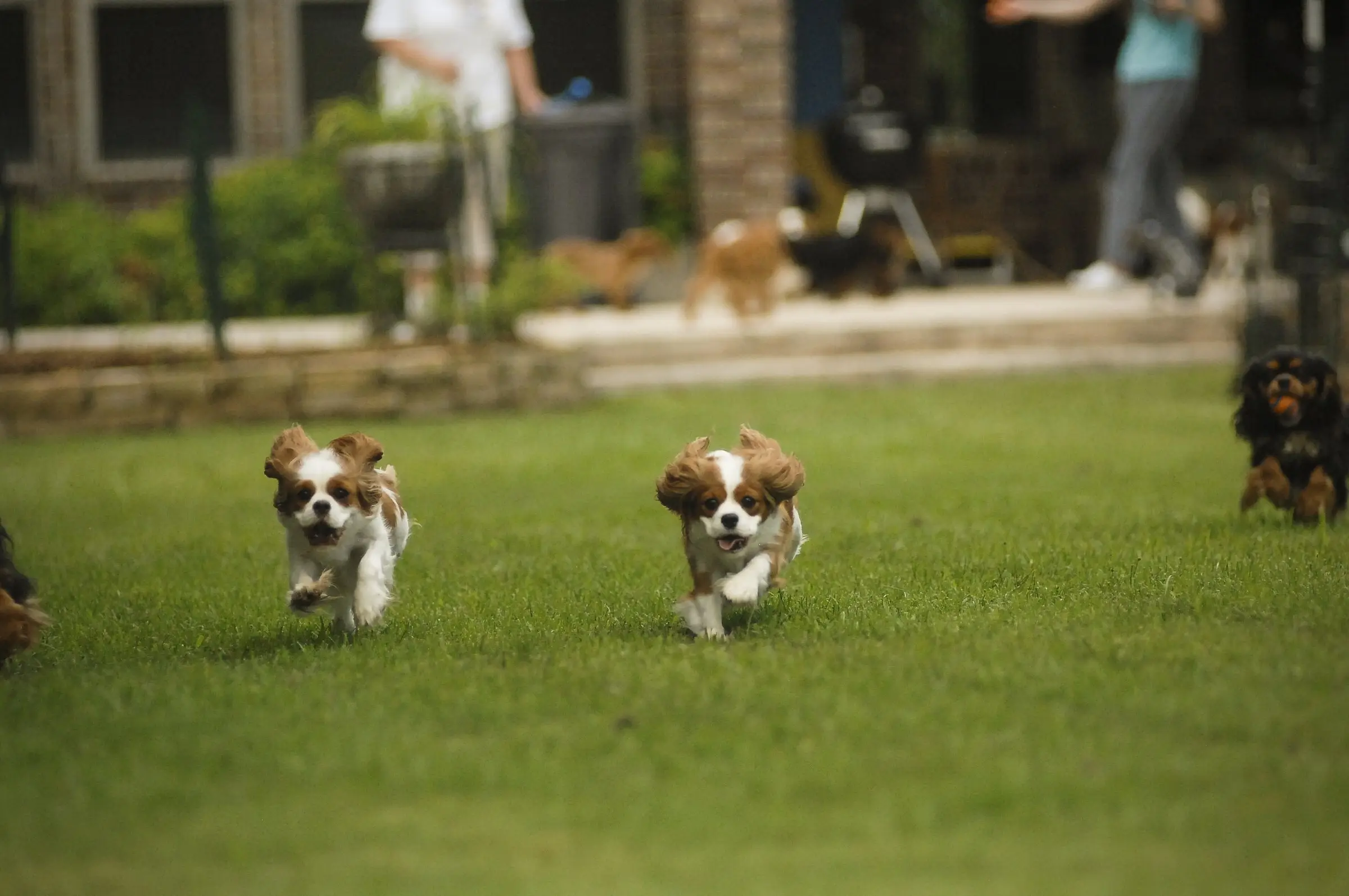 Two Blenheim Cavaliers running across the yard