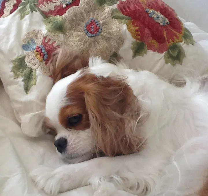 A Blenheim Cavalier napping on embroidered pillows