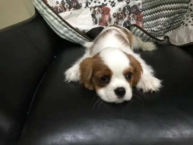 A Blenheim male puppy at 12 weeks