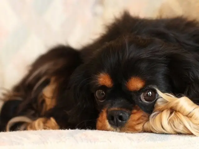 A black and tan Cavalier resting its chin on its paws