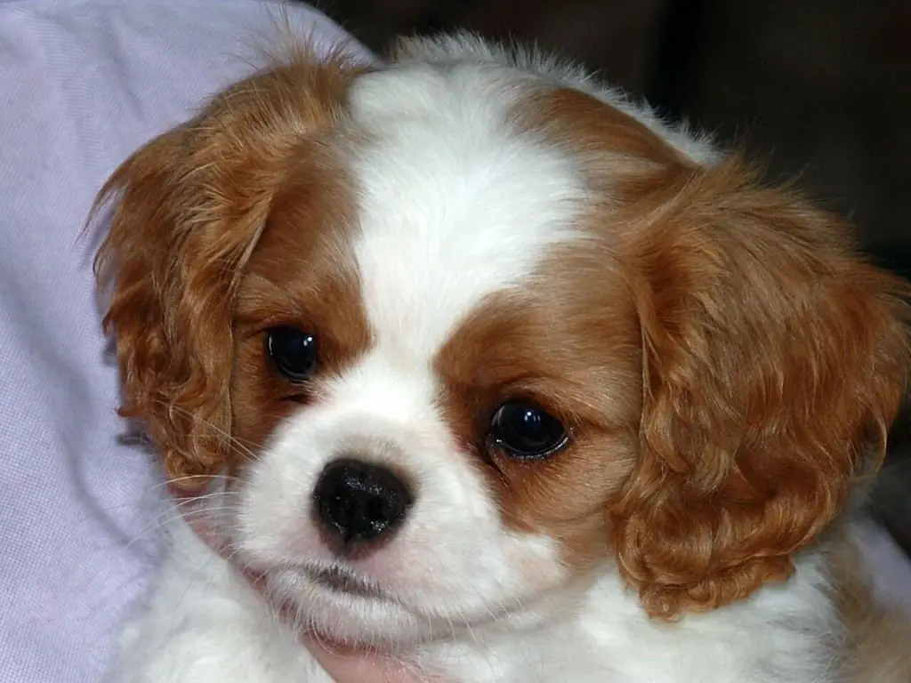 Close-up of a Blenheim puppy