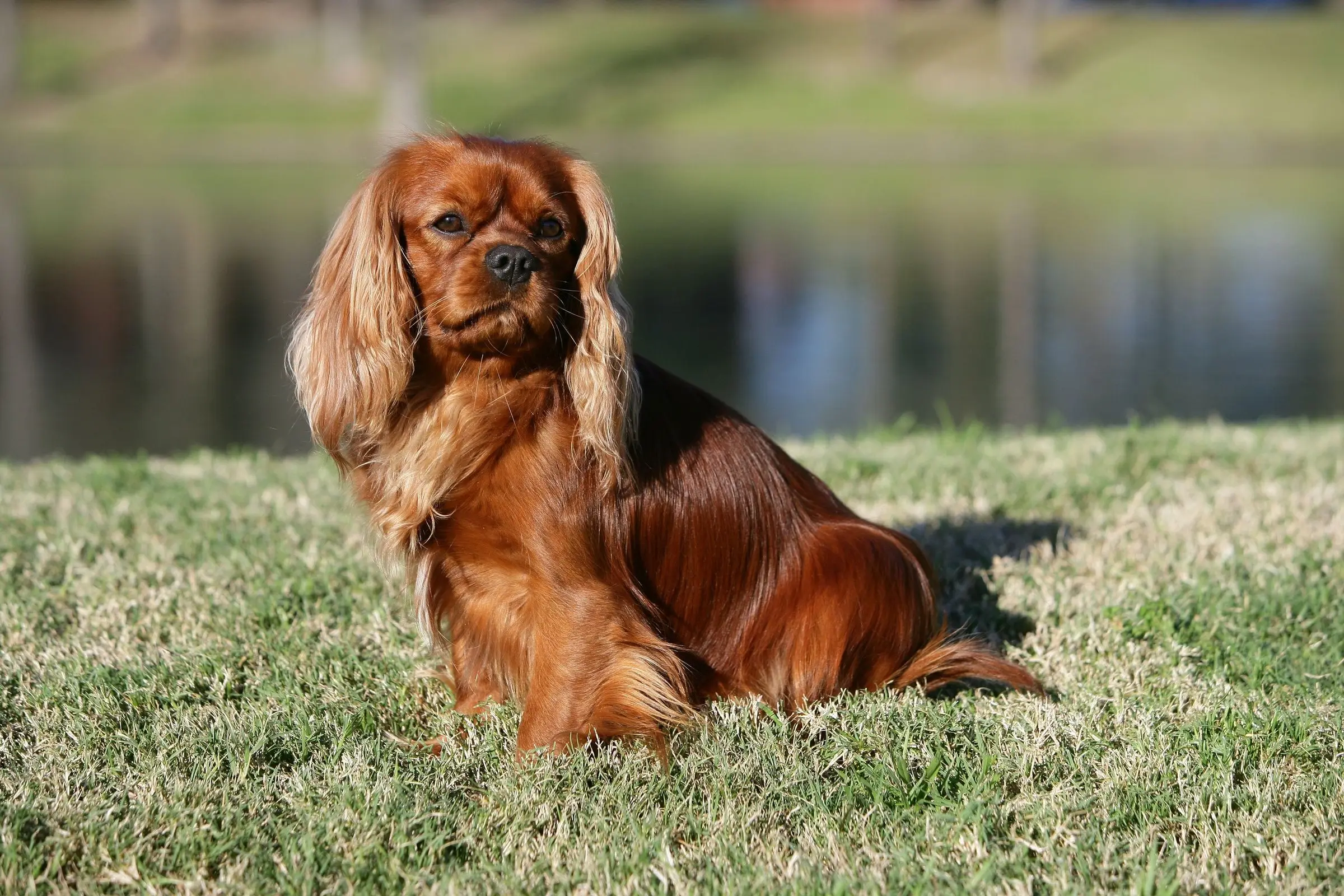 A ruby Cavalier sitting on the lawn by the water