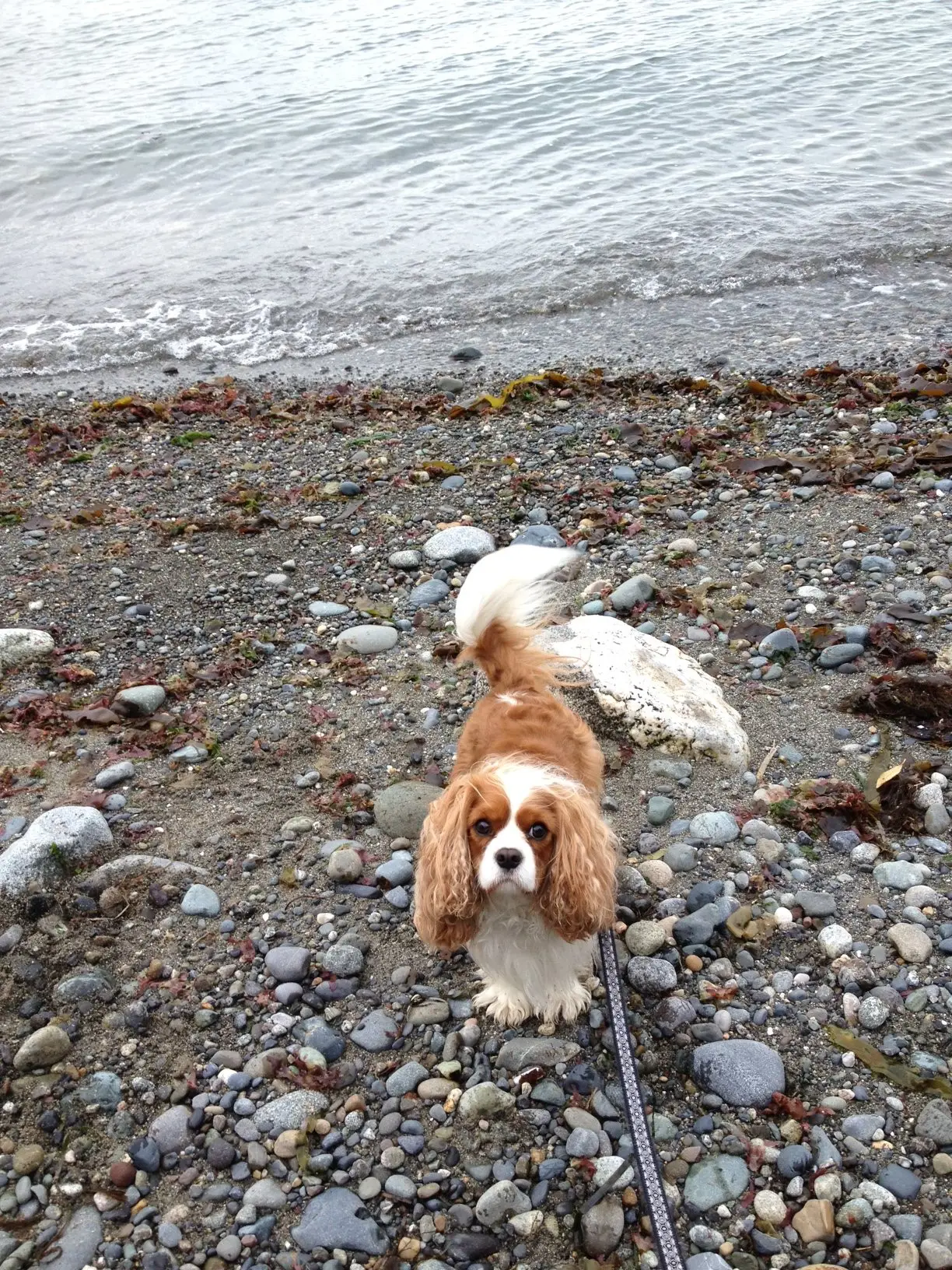 A Blenheim Cavalier on a leash on a rocky beach