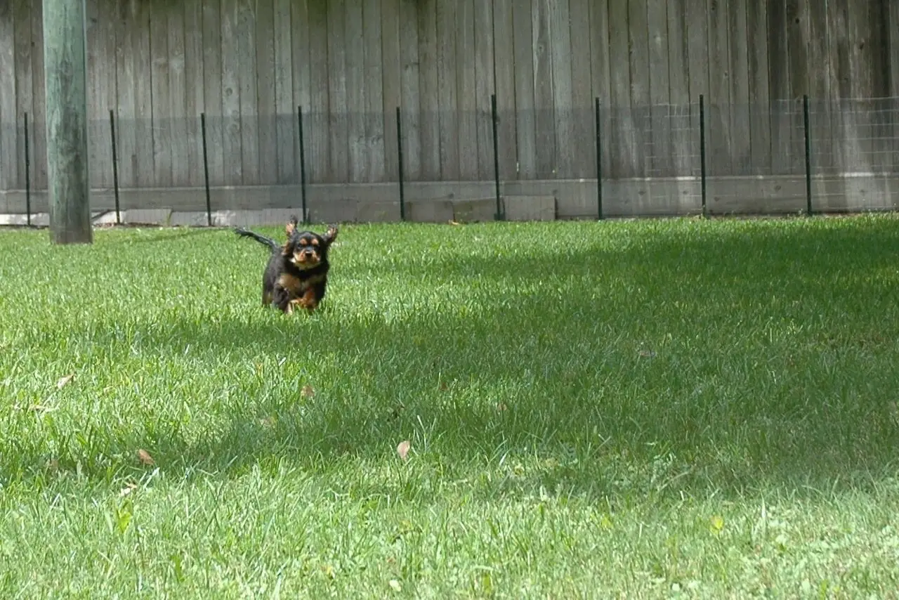 A black and tan puppy trotting across the lawn