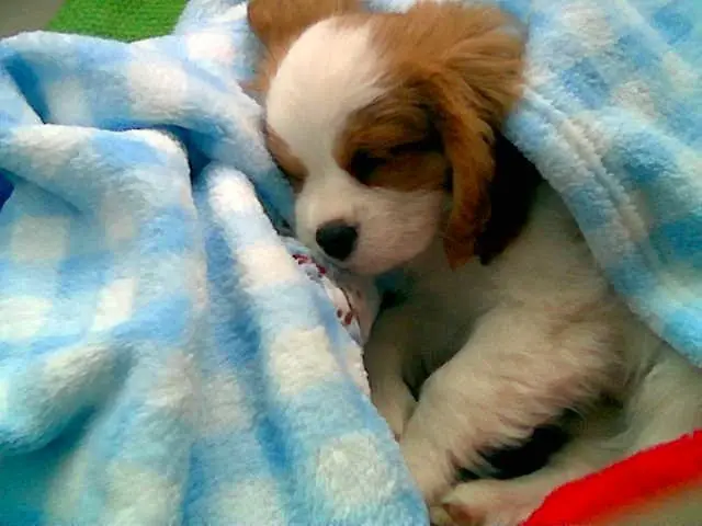 A Blenheim puppy snuggled in a blue blanket at his new home