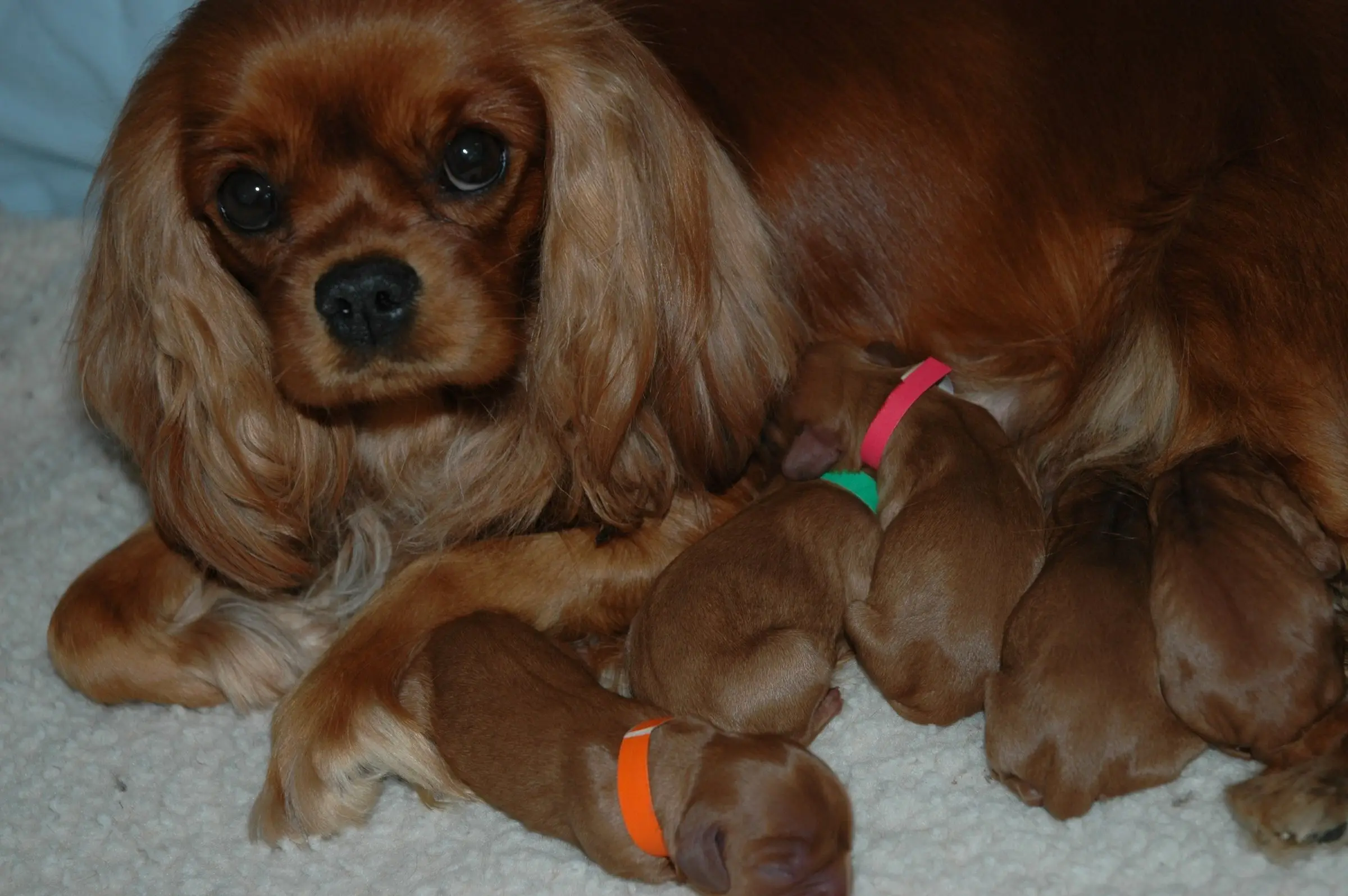 A ruby mother with her newborn puppies