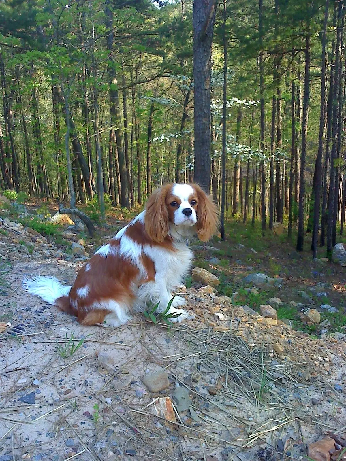 A Blenheim Cavalier sitting on a woodland path