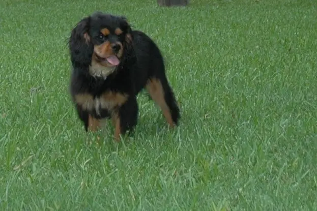 A black and tan puppy playing in the grass