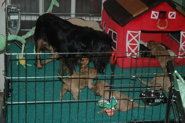 A black and tan mother with her puppies in the whelping pen