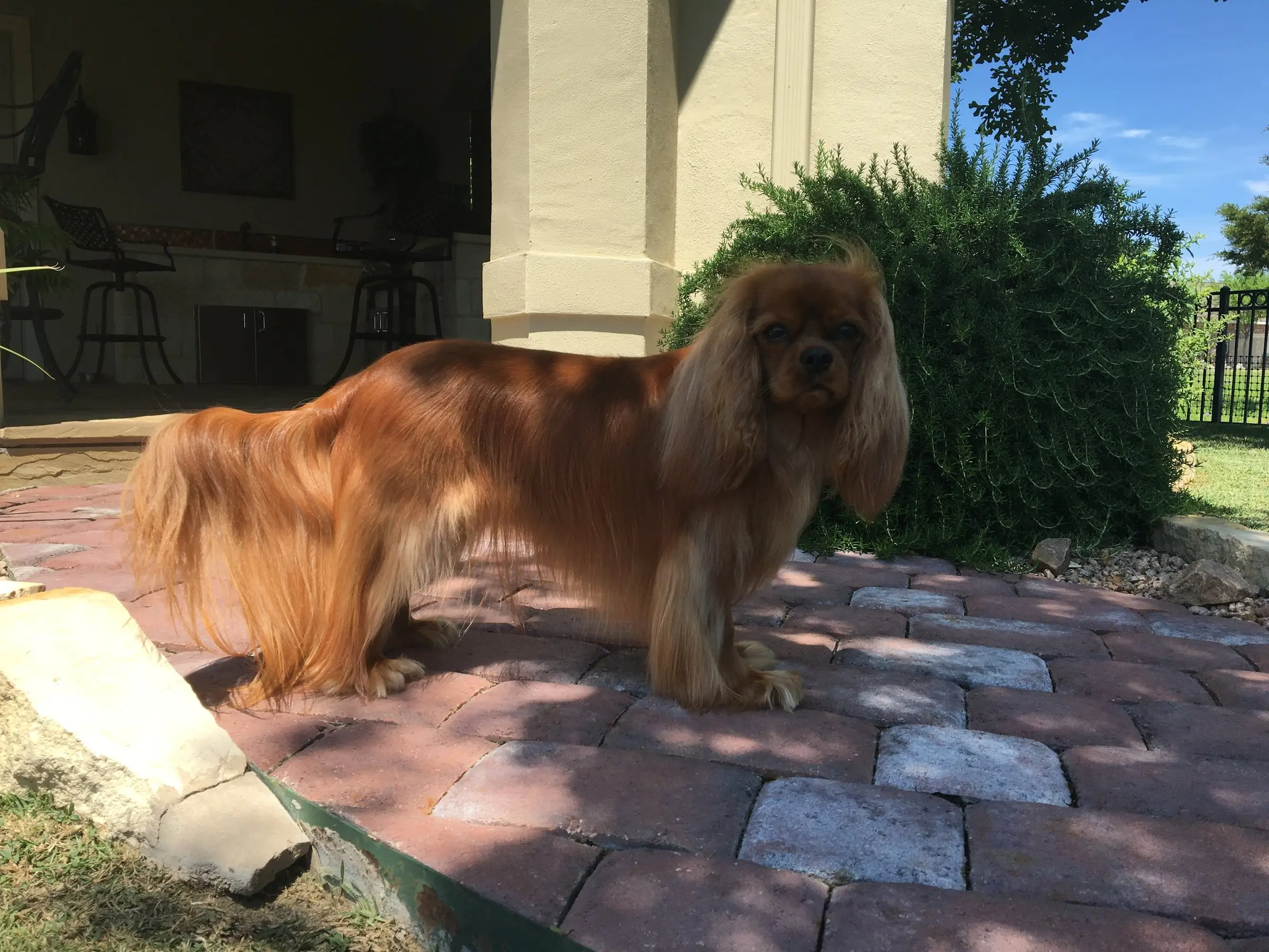 A ruby Cavalier standing on a brick patio