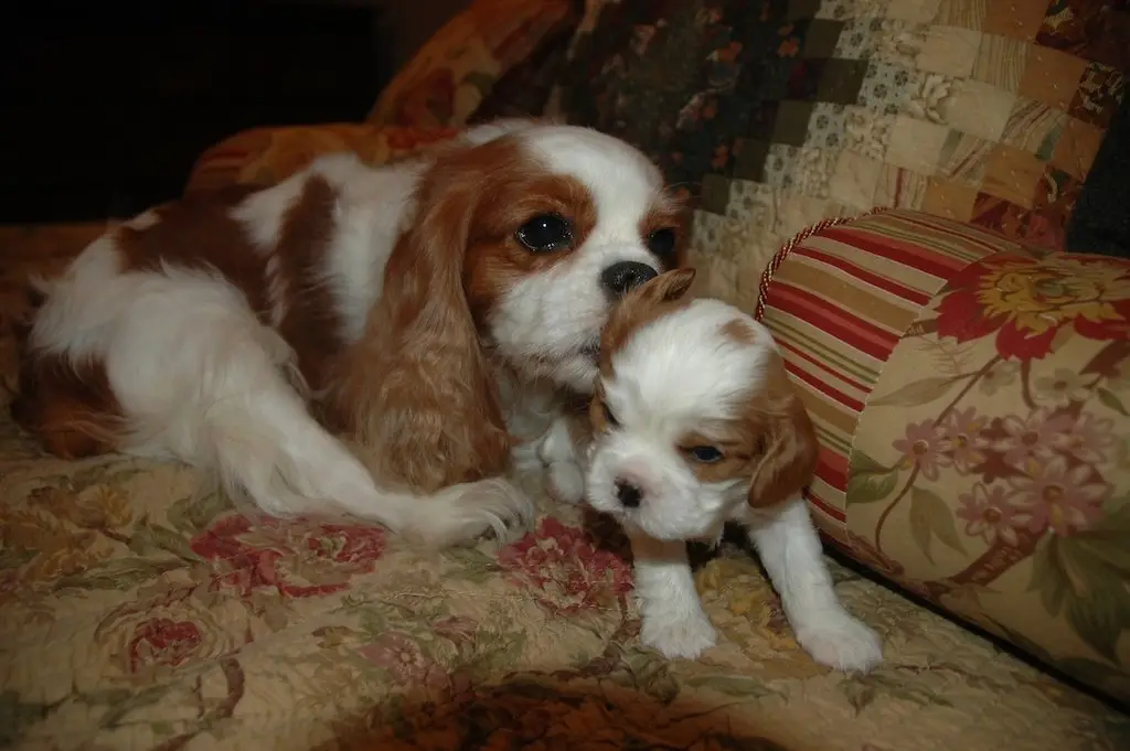 Daisy with a male puppy