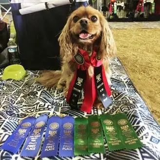 A ruby Cavalier showing off a row of first-place ribbons