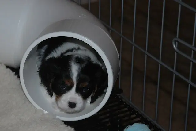Emma, a tricolor puppy, peeking out of a play tunnel