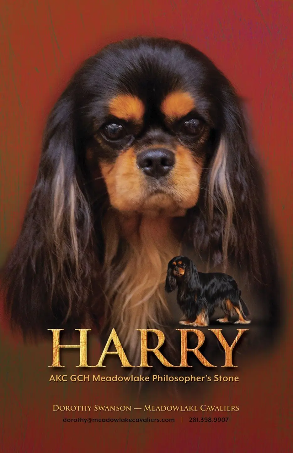 Harry's 2021 show ad