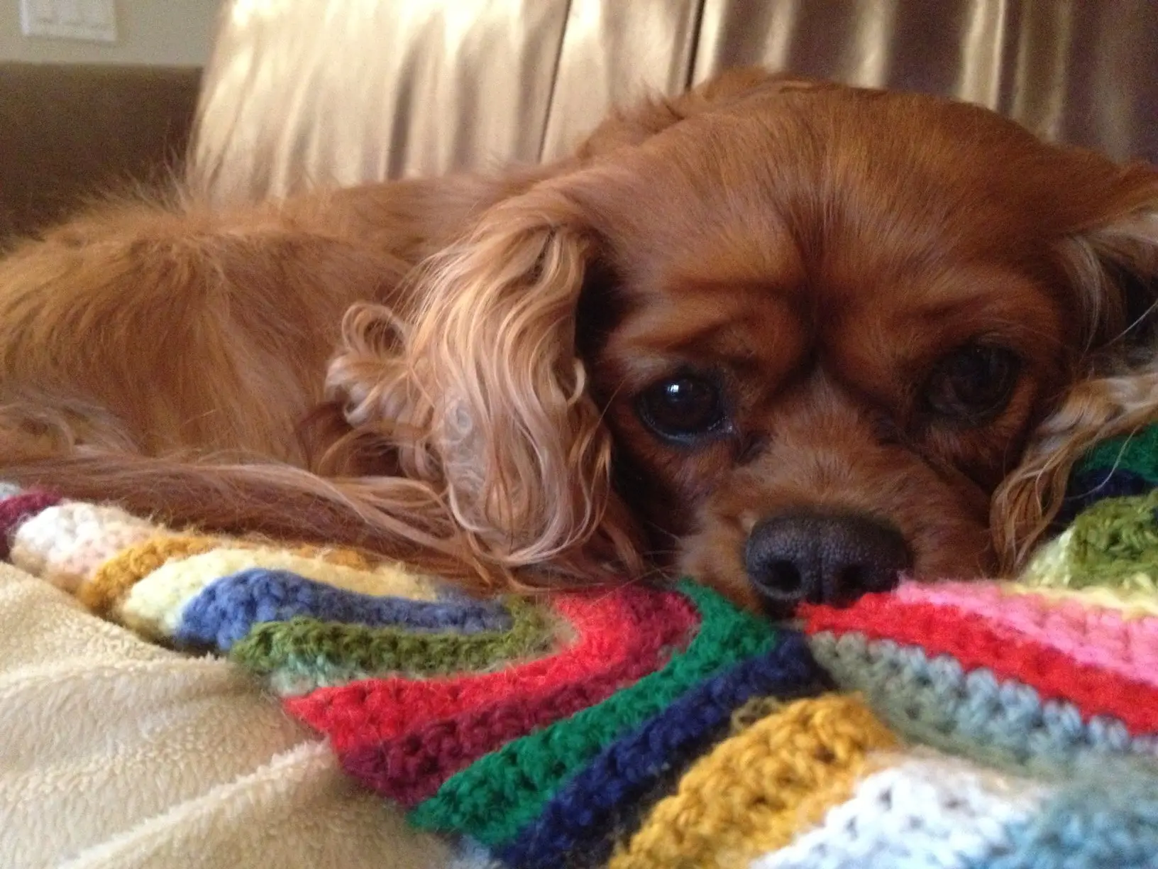 A ruby Cavalier resting on a colorful crocheted blanket