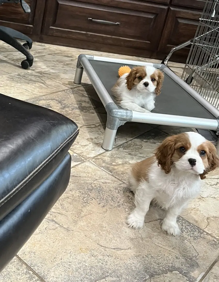 Evie and Riley's Blenheim male puppies at 9 weeks
