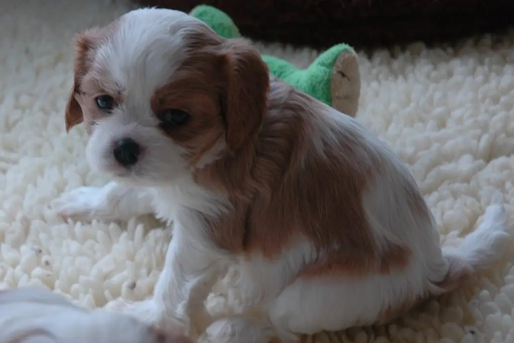 A Blenheim female puppy at 5 weeks