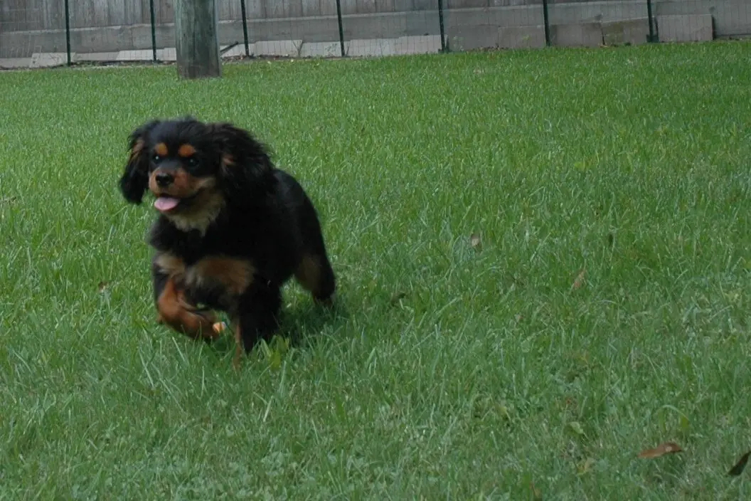 A black and tan puppy fetching the ball — or not!