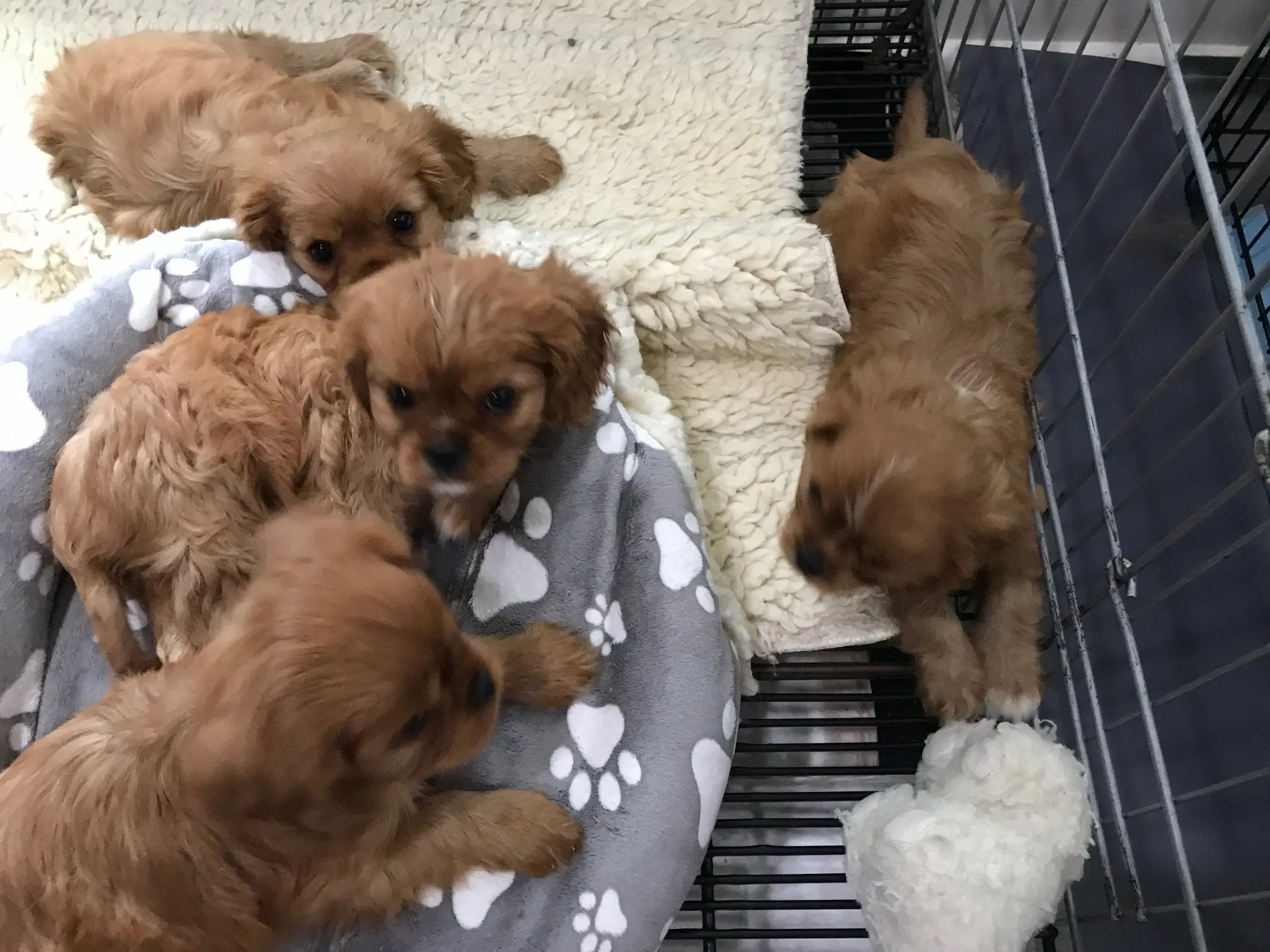 Ruby puppies at 8 weeks — girls on the cushion, boys in the back