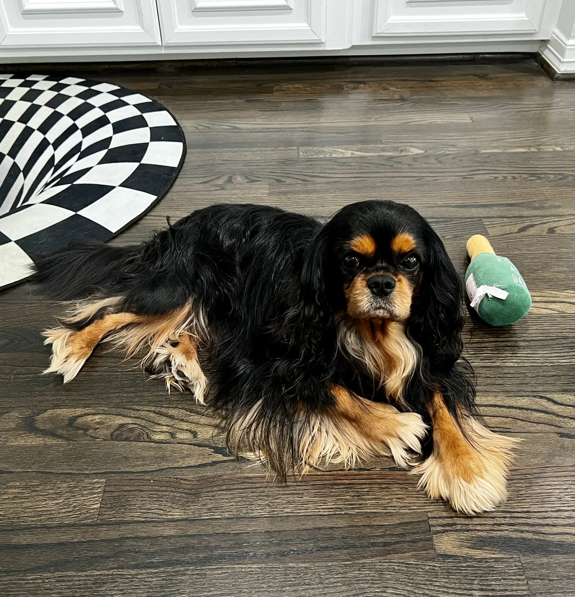 Harry, photo 20