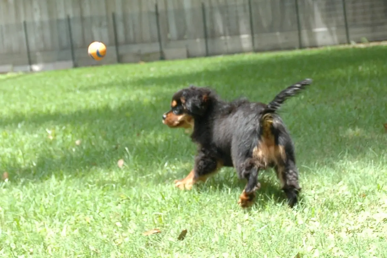 A black and tan puppy heading for the ball