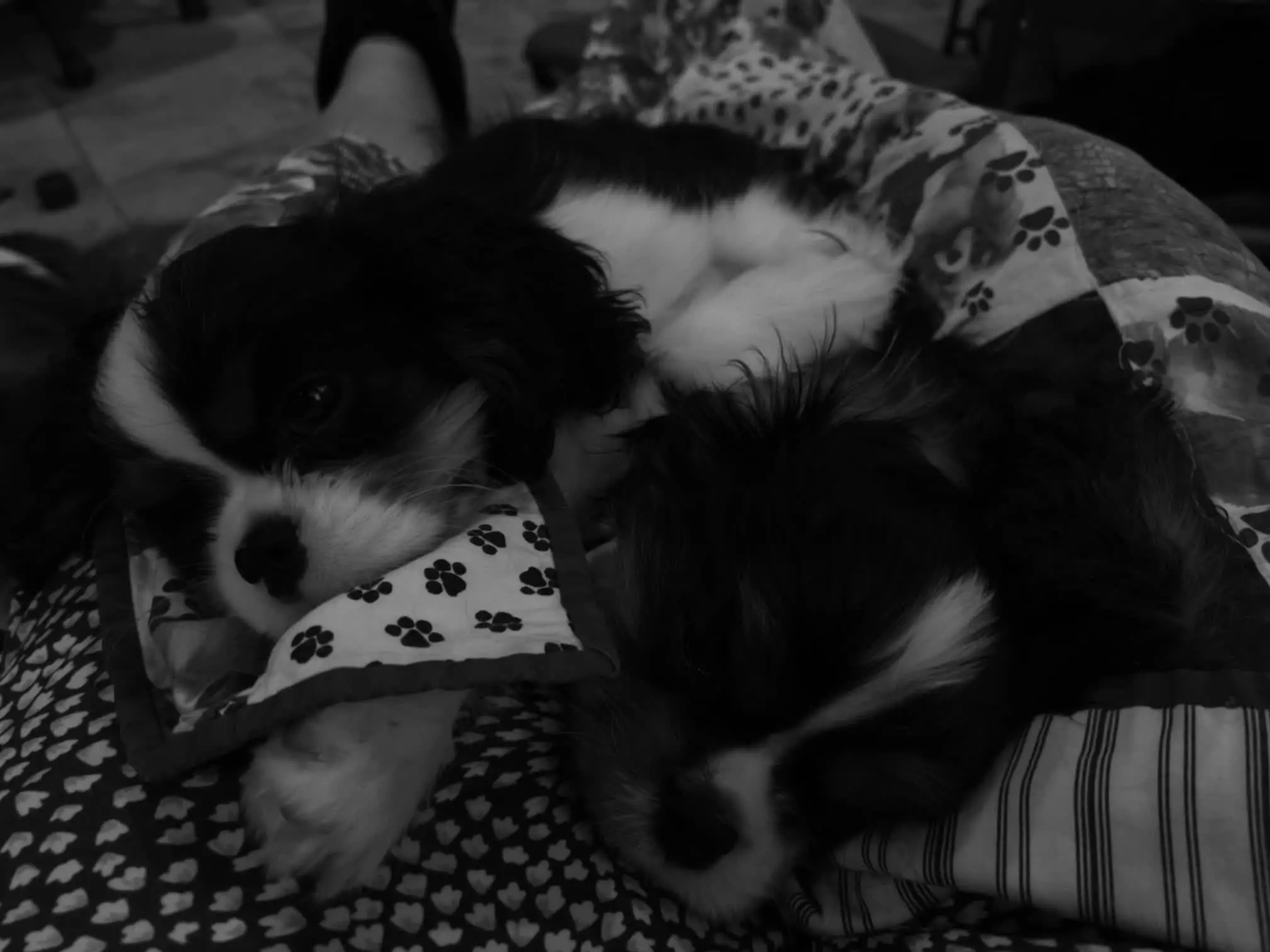Puppies napping together