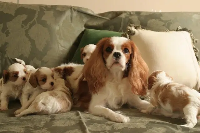 A Blenheim mother with her puppies on the sofa
