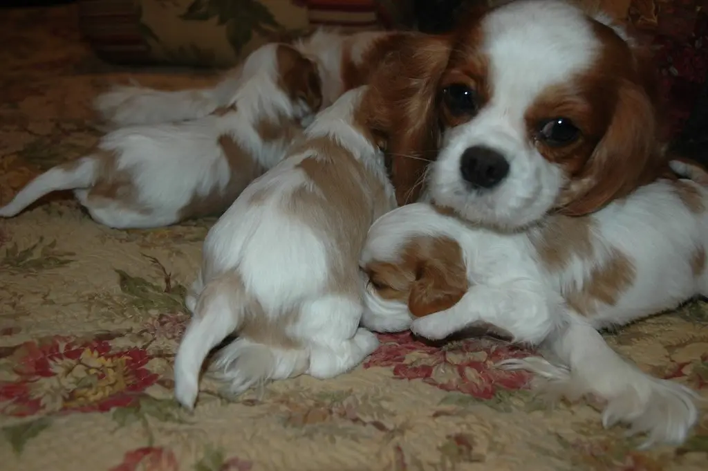 A Blenheim mother with her puppies